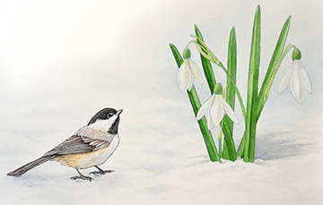 Chickadee and snowdrops