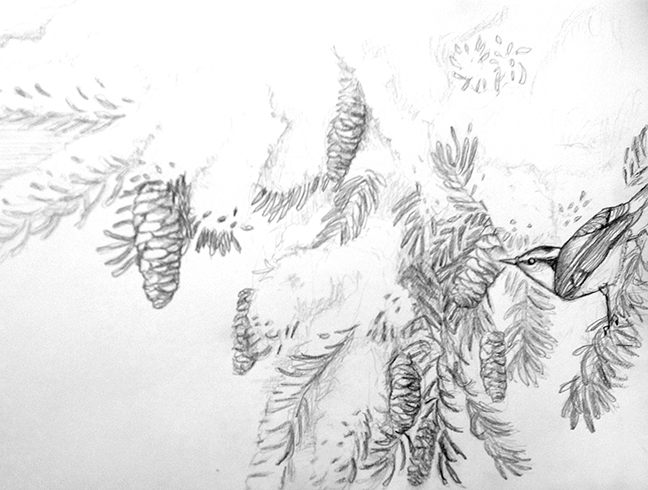 nuthatch sketch