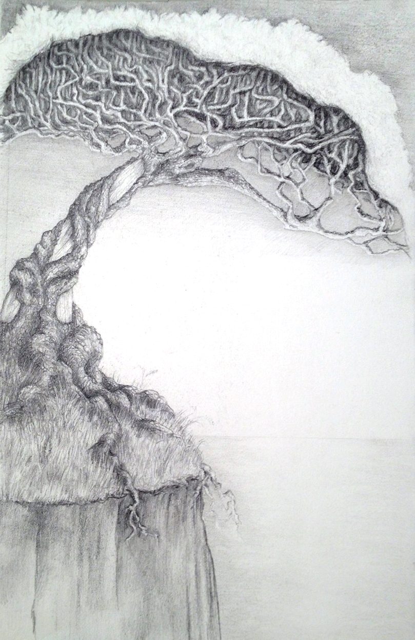 Pencil sketch of a gnarled tree with many twisting branches and crowned with silvery leaves growing on a cliff. It's roots are showing below the top of the cliff. In the background is a smooth sea.