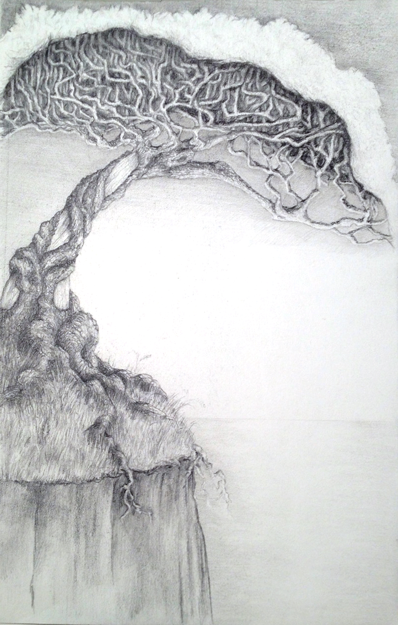 Pencil sketch of a gnarled tree with many twisting branches and crowned with silvery leaves growing on a cliff. It's roots are showing below the top of the cliff. In the background is a smooth sea.