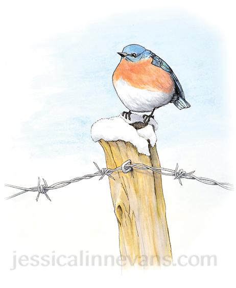 Bluebird_web_watermark