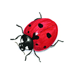 ladybug-vignette_sm