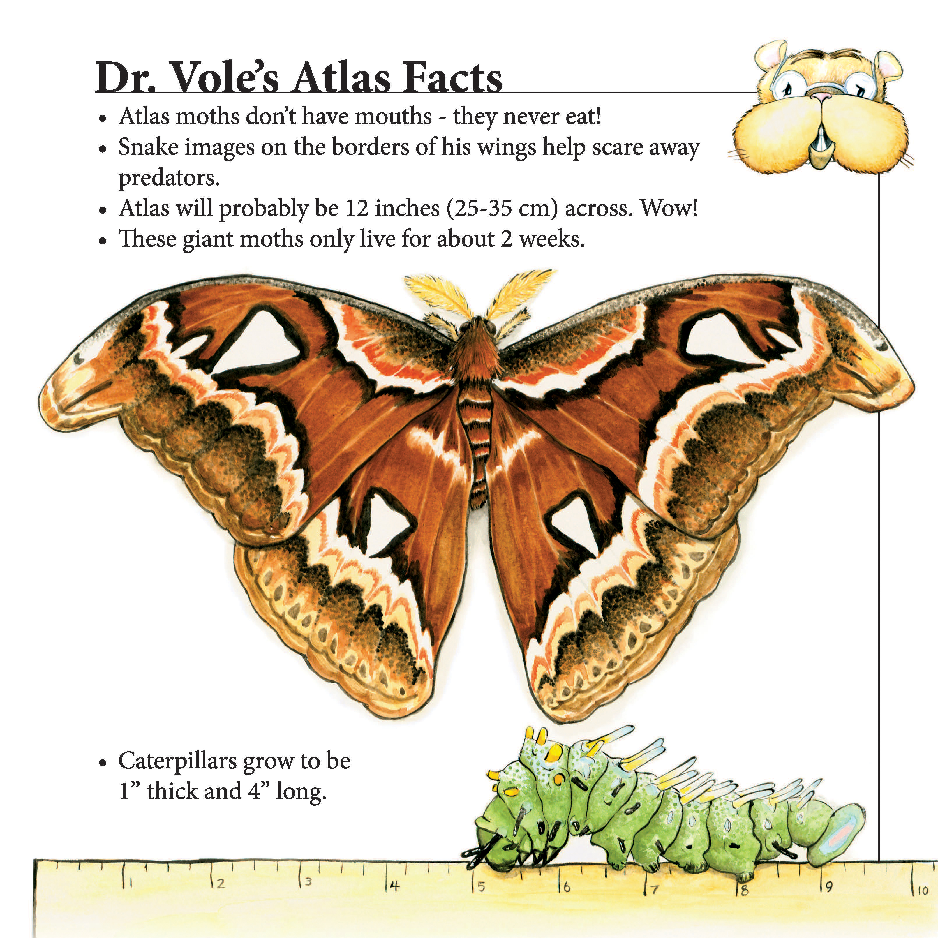 LM Finds a friend Dr. Vole's Atlas Facts