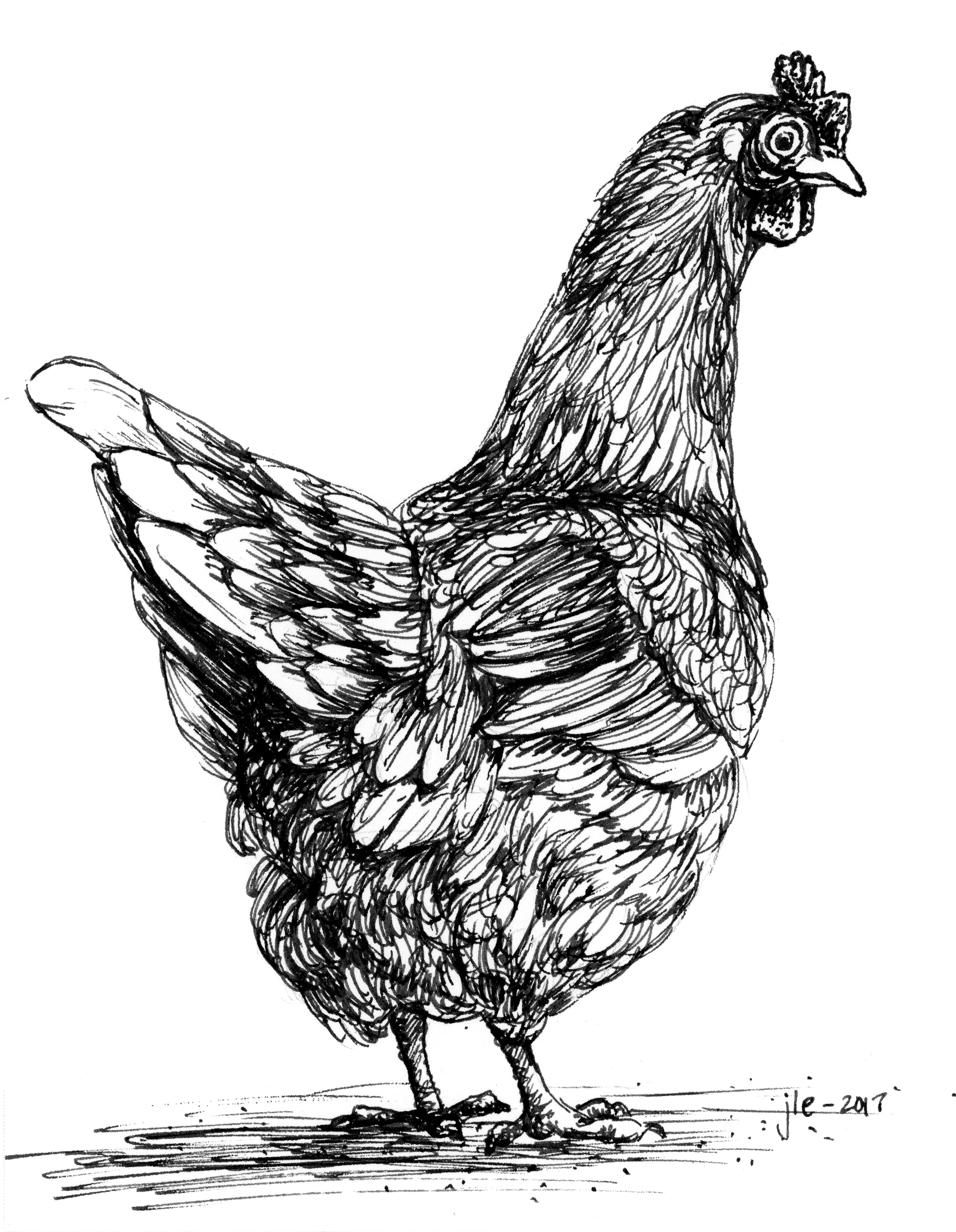 A black and white chicken drawn with pen and ink looks back over it's shoulder at you.