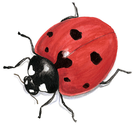 Large, realistic watercolor lady bug on a white background.