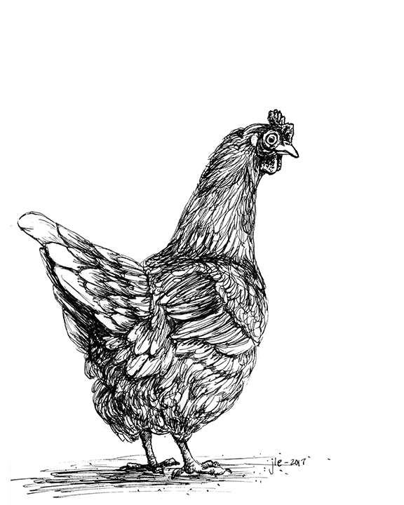 A black and white chicken drawn with pen and ink looks back over it's shoulder at you.