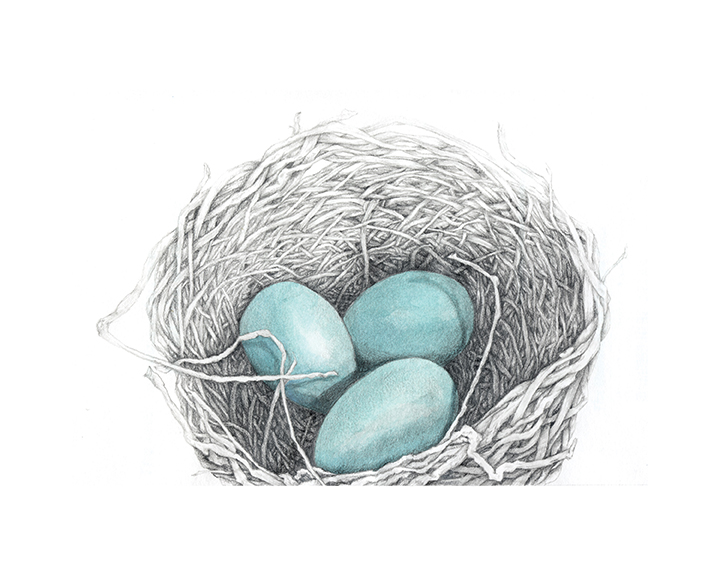 A detailed pencil drawn next made of thin twigs is holding three pale blue eggs.