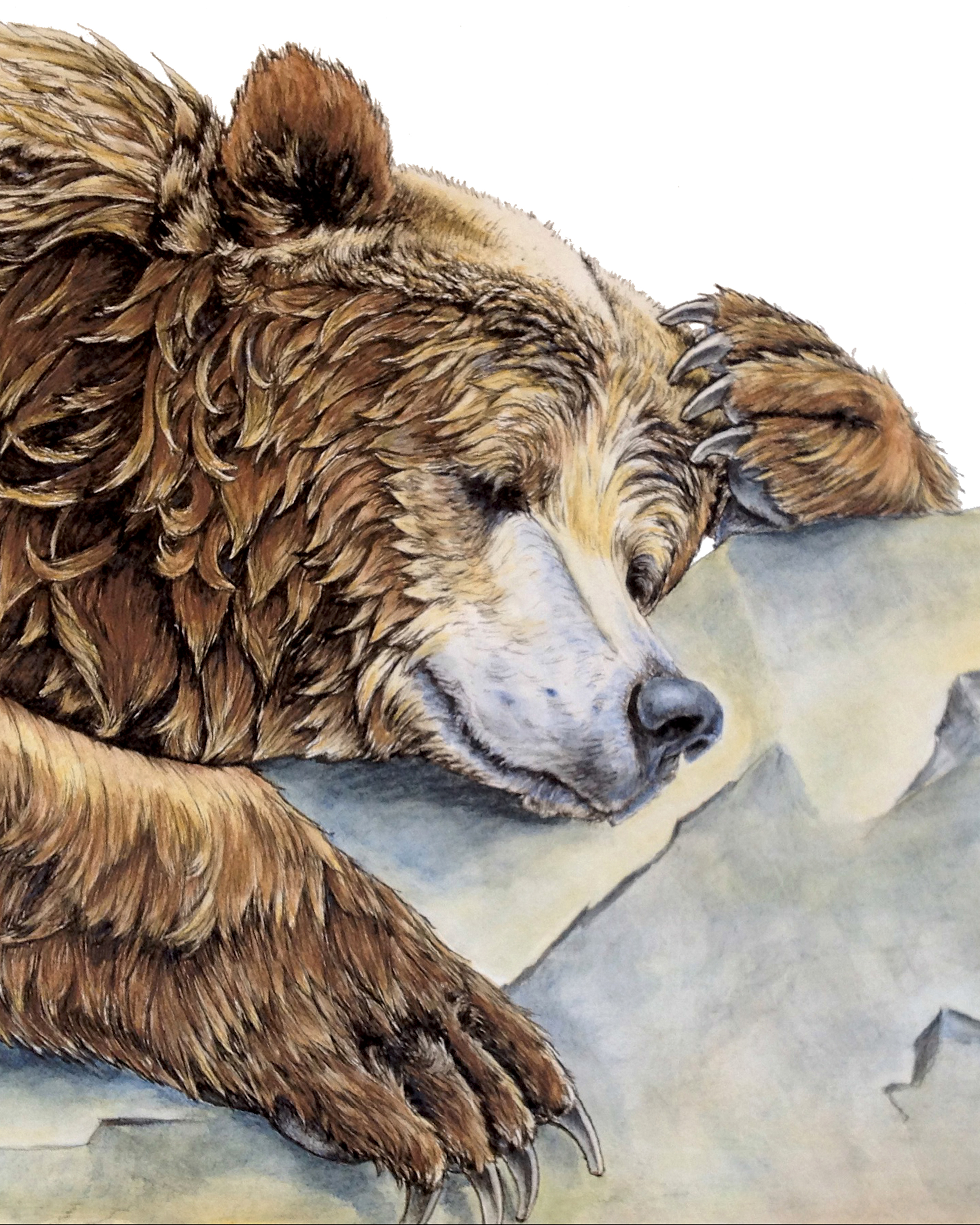 A grizzly bear is sleeping with a stone for a pillow. Only his head and front paws are showing and he is on his belly facing the stone.